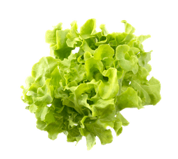 Lettuce