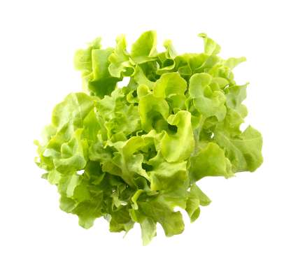 Lettuce